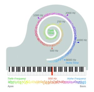 Vereinfachte Gehörschnecke und Klaviertasten. Durch die Einfärbung der tiefen bzw. hohen Töne (auf den Tasten wie in der Schnecke) ist erkennbar, dass die tiefen im inneren der Gehörschnecke, die hohen im äußeren Bereich verortet sind.